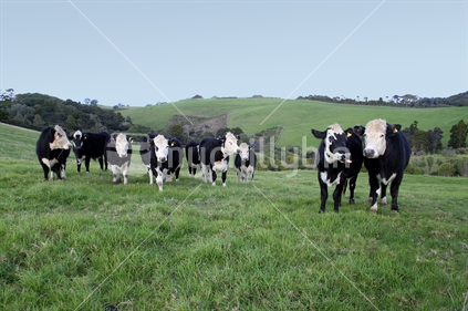 Small herd of black and white cows, New Zealand agriculture