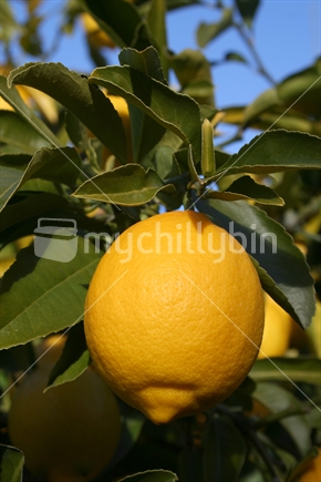Lemon ripe for picking