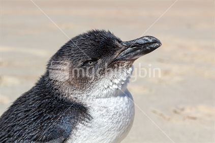 Little Blue Penguin; headshot on a New Zealand beach.