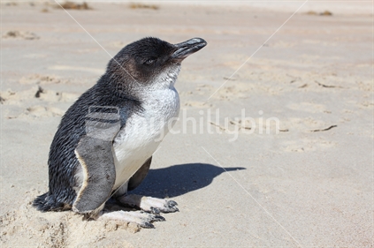 Little Blue Penguin on a New Zealand beach.