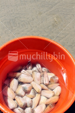 Tuatua shellfish in a bucket of water