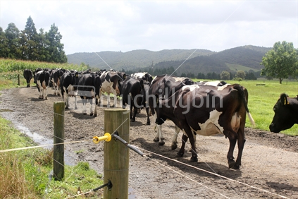 Herd of dairy cows walking on a race to the milking shed.