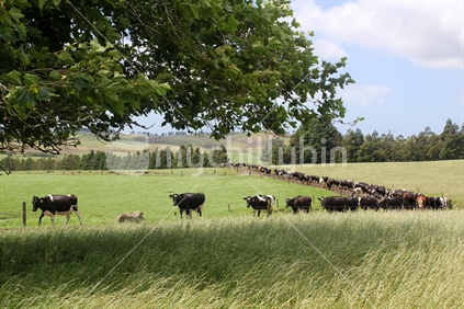Herd of dairy cows walking on a race.