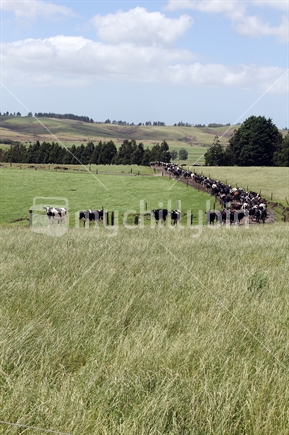 Herd of dairy cows walking on a race, portrait format.