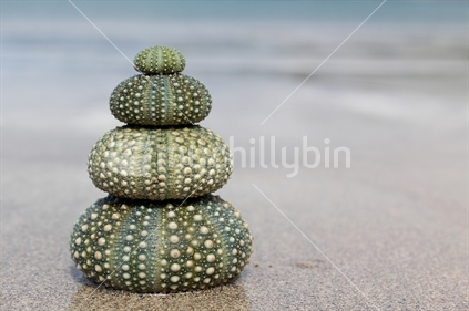 Tower of four kina shells, large to small, with copyspace.