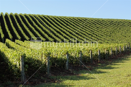 Neat rows of vines, Matakana