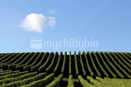 Green rows of a vineyard in Matakana, against a blue sky.