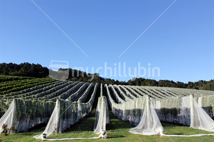 Rows of grapevines covered with netting.