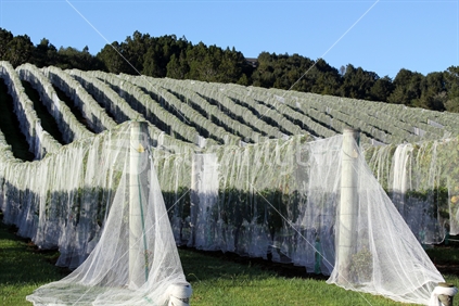 Nets cover the grape harvest to protect the fruit from birds.