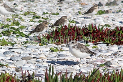 New Zealand Northern Dotterel gathers in flocks at Omaha Spit, post breeding time at the end of summer.  
