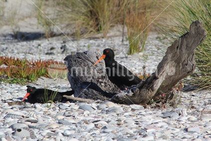 Pair of Variable Oystercatchers nesting at Omaha Spit Protection area.