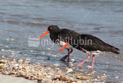 Pair of Pied Oystercatchers wading at Omaha Spit, New Zealand.