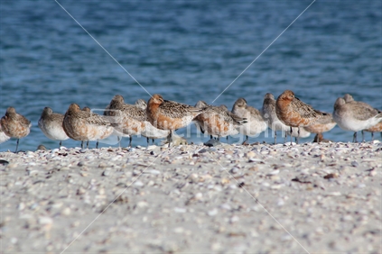 Flock of Bar-Tailed Godwits at rest, Omaha Spit, 
