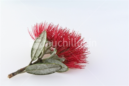 High key image of single crimson New Zealand pohutukawa flower.