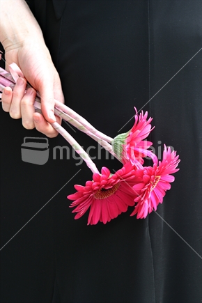Colourful bouquet of pink gerbera, wedding image.