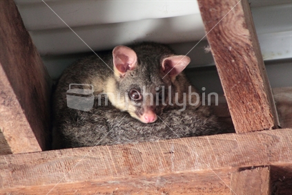 Baby common brushtail possum hiding in the roof of  a shed.