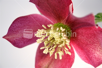 Pink star shaped flower - macro detail