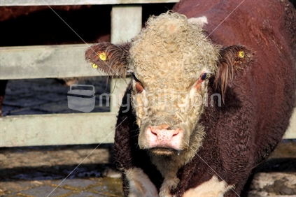 Prime beef cattle at a New Zealand rural saleyards.