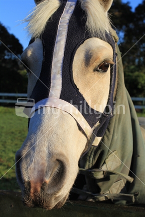 Pony wearing a face hood, against the cold of a New Zealand winter.  