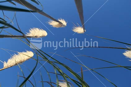 Looking up at Toetoe grass.