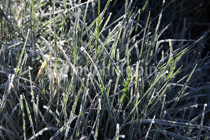 Icy crystals of ground frost on grass, backlit. 