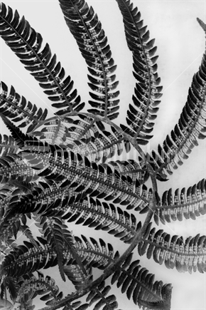 Curled Ponga Frond in Monochrome