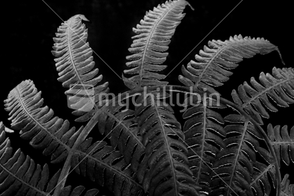 Ponga Frond Detail in Black and White. 