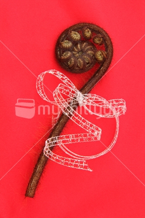 Single fern frond tied in silver ribbon on red background. Image suitable for Christmas. 