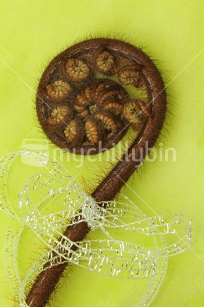 Single fern frond tied in silver ribbon on green background. Image suitable for Christmas. 