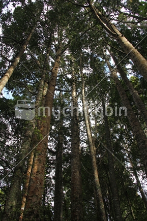 A stand of tall young native kauri trees. 