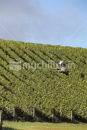 Trimming grape vines in a vineyard.