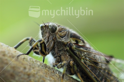 Cicada sitting on a branch.