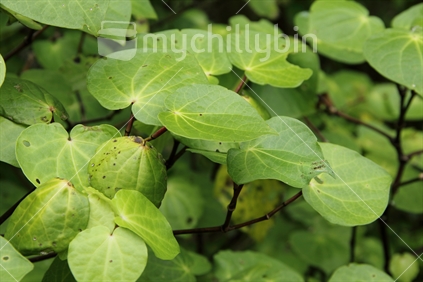 Kawakawa, or NZ Pepper tree, is used as Maori herbal medicine or rongoa, for many different ailments. 