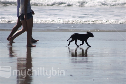 A couple, and a dog with no leash, walk on the beach. 
