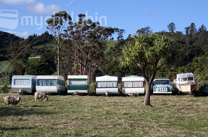 Sheep with a line up of parked caravans, a ute and a boat in a Coromandel paddock, 