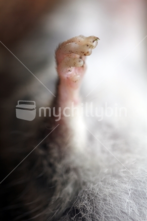Close up details of a dead rat's hand and fur. 