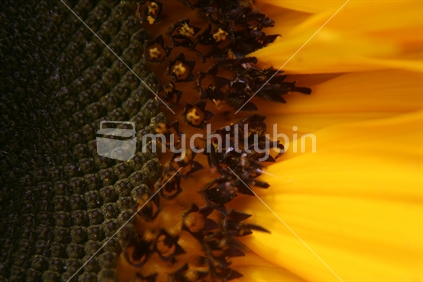 Sunflower seed and petals in detail.