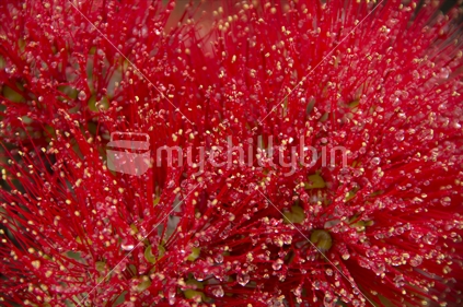 Closeup image of a Pohutukawa blossom after the rain.