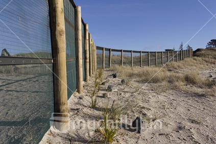 Pest-proof fence curls around the beach at Omaha Shorebird sanctuary.