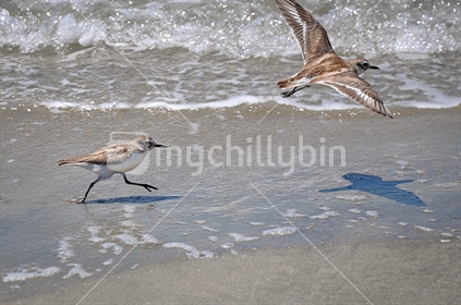 Dotterels running and flying