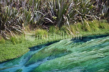 Te Waihou springs - so clear and pure it results in extraordinary visibilty and amazing blue colours 