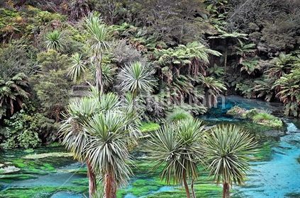 The Te Waihou springs are so clear and pure it results in extraordinary visibilty and amazing natural blue colours 