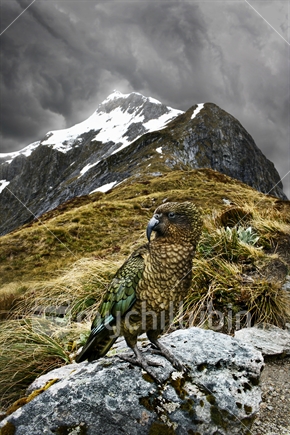 Kea, a mountain parrot is camouflaged on the Milford Track, South Island, New Zealand