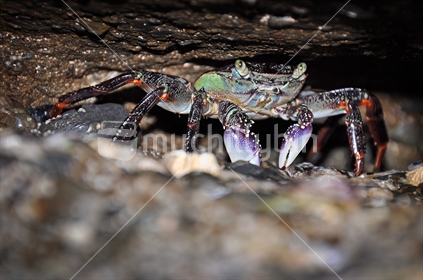 Purple Rock Crab - Leptograpsus variegatus (Selective Focus)