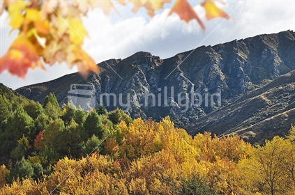 Autumn trees against the barren hills behind Arrowtown (selective focus) 