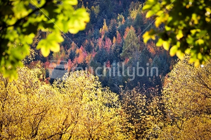 Colourful Autumn contrasts on the hills behind Arrowtown (selective focus) 