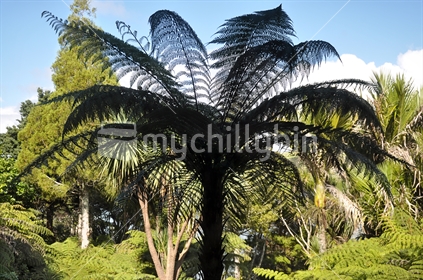 Tree fern silhouetted against native bush