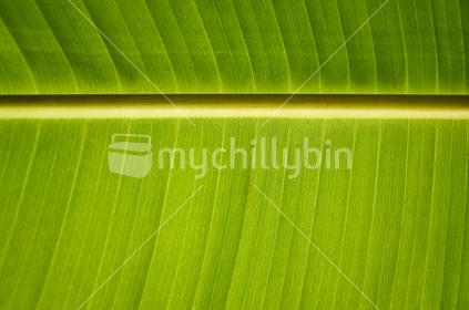 Underside of a palm frond (selective focus)