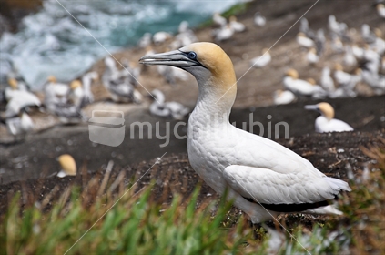 A Gannet nesting at Muriwai colony on Auckland's West Coast (selective focus)