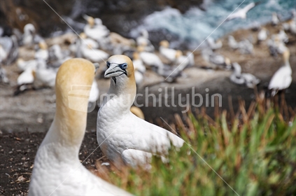 Gannets nesting at Muriwai colony on Auckland's West Coast (selective focus)